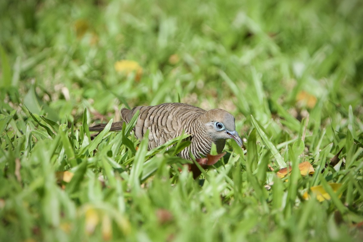 Zebra Dove - ML646396798