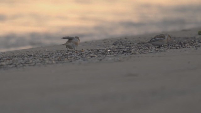 Snow Bunting - ML646396800