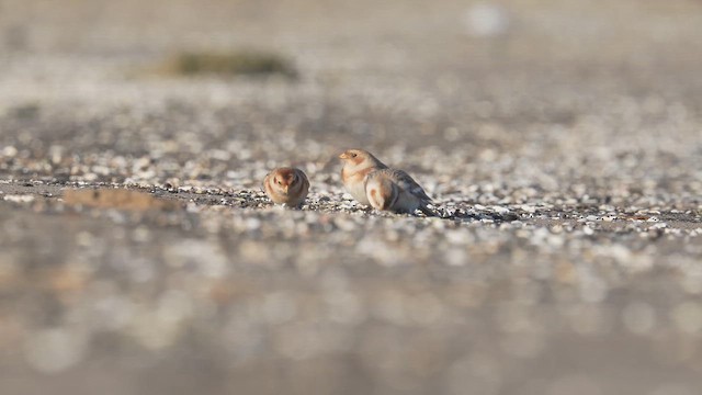 Snow Bunting - ML646396801