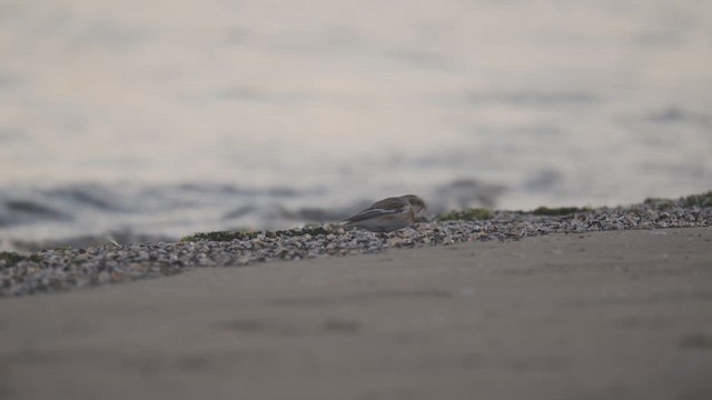 Snow Bunting - ML646396802