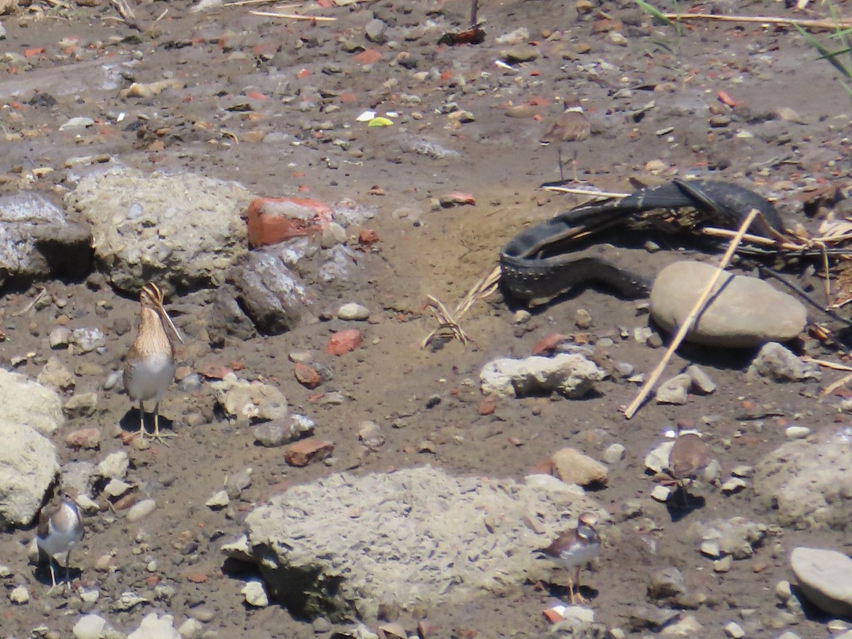 Little Ringed Plover - ML646396804