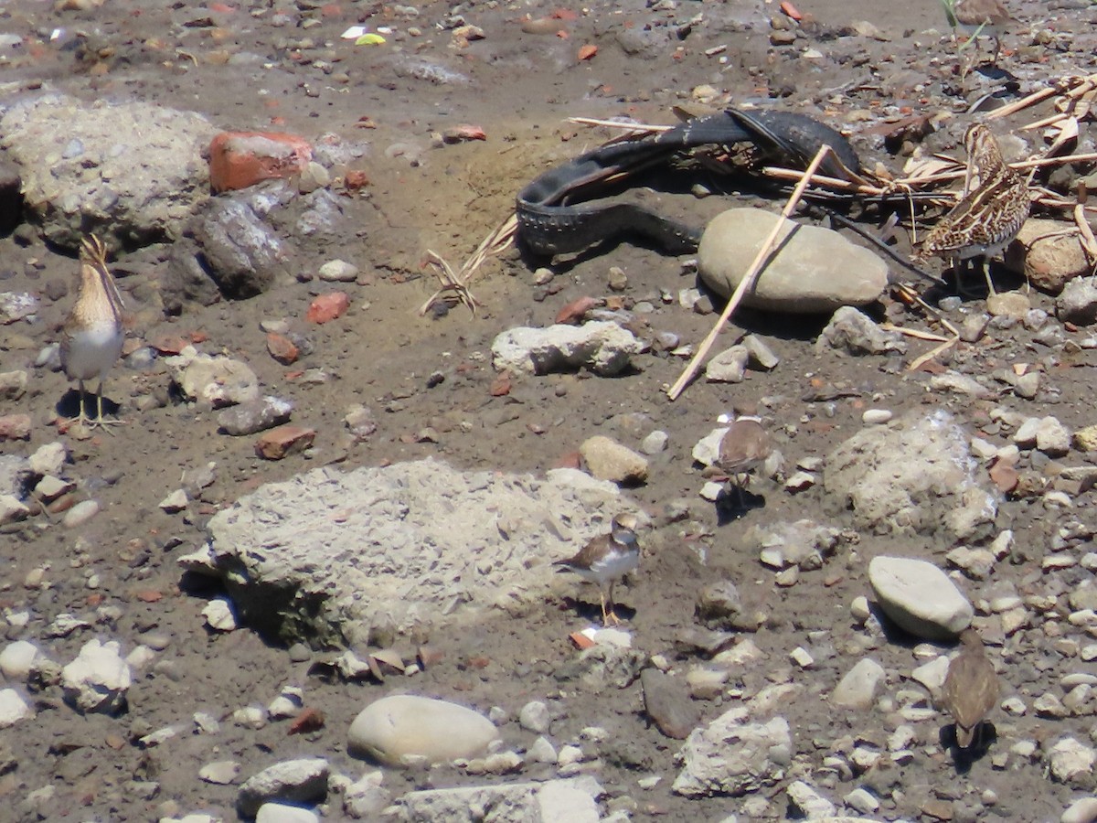 Little Ringed Plover - ML646396805
