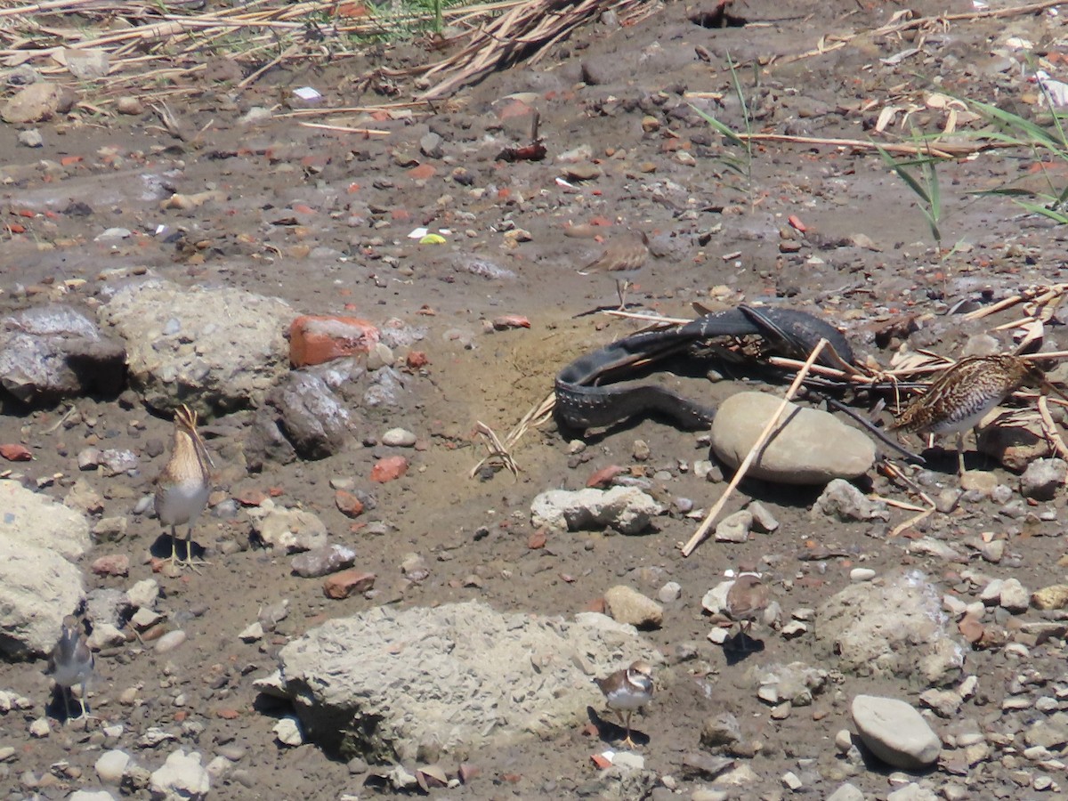 Little Ringed Plover - ML646396806