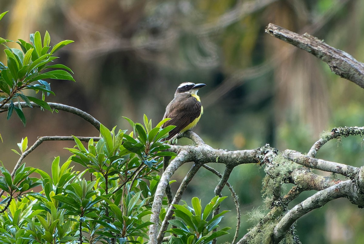Пітанга-великодзьоб - ML646396808