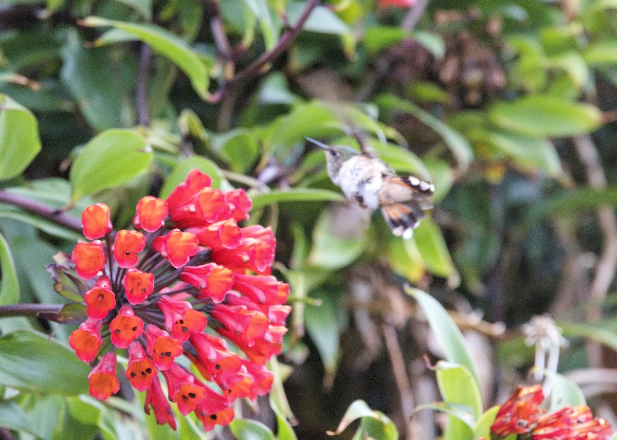 Scintillant Hummingbird - ML646396809