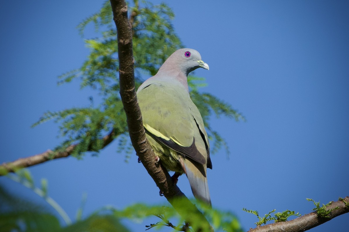 Pink-necked Green-Pigeon - ML646396812