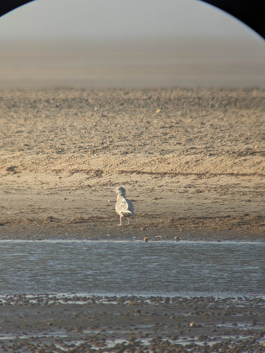 Kutup Martısı - ML646396813