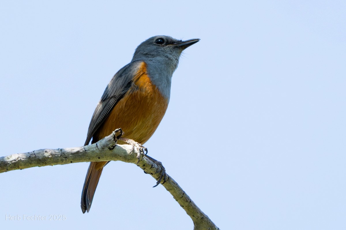 Forest Rock-Thrush (Benson's) - ML646396816