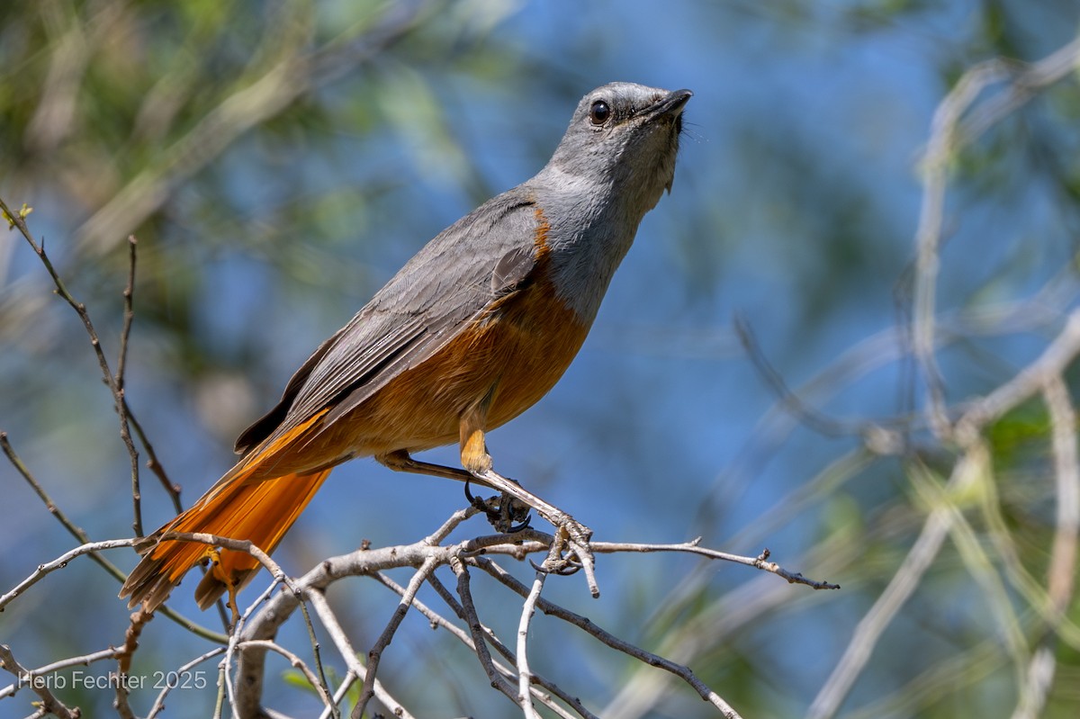 Forest Rock-Thrush (Benson's) - ML646396817