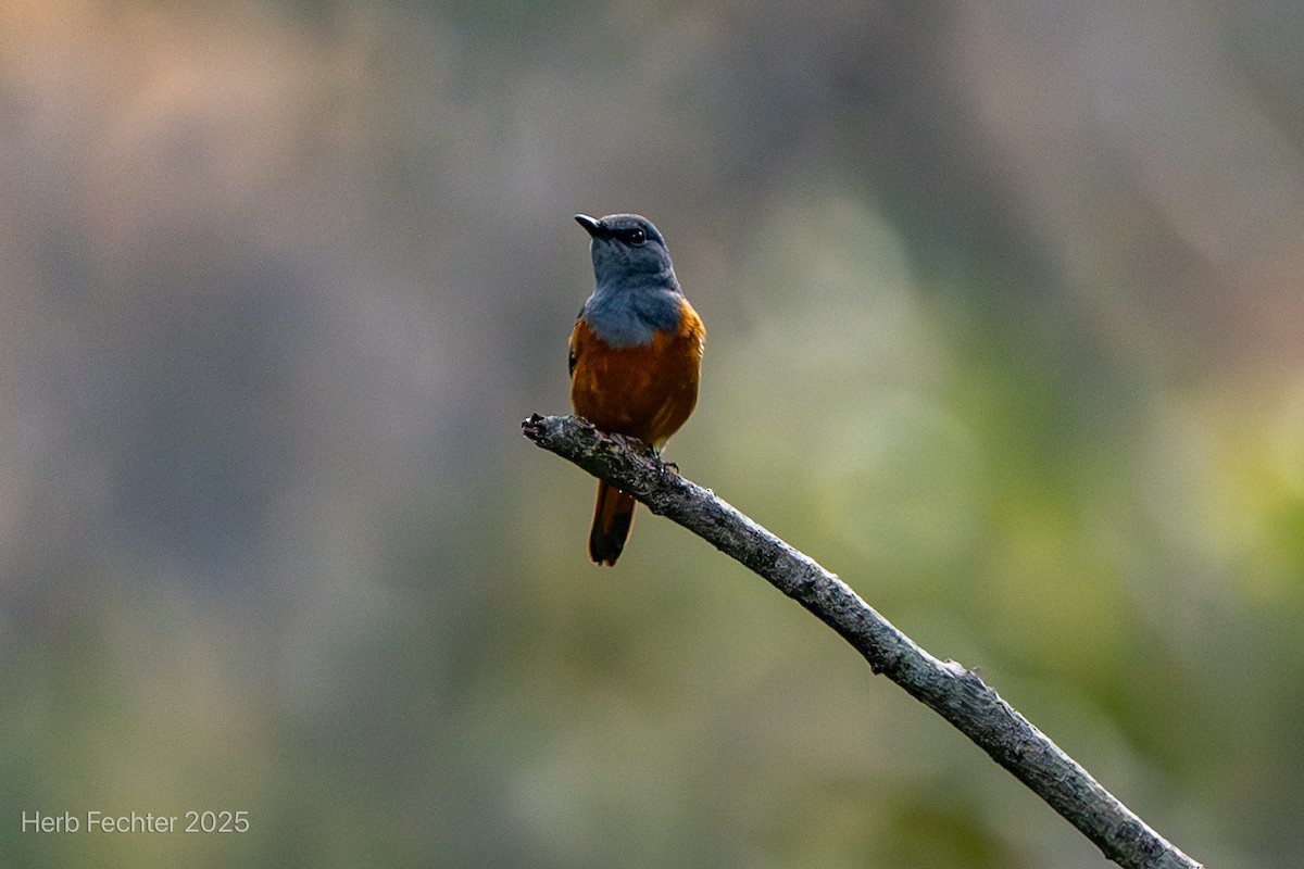Forest Rock-Thrush (Benson's) - ML646396818