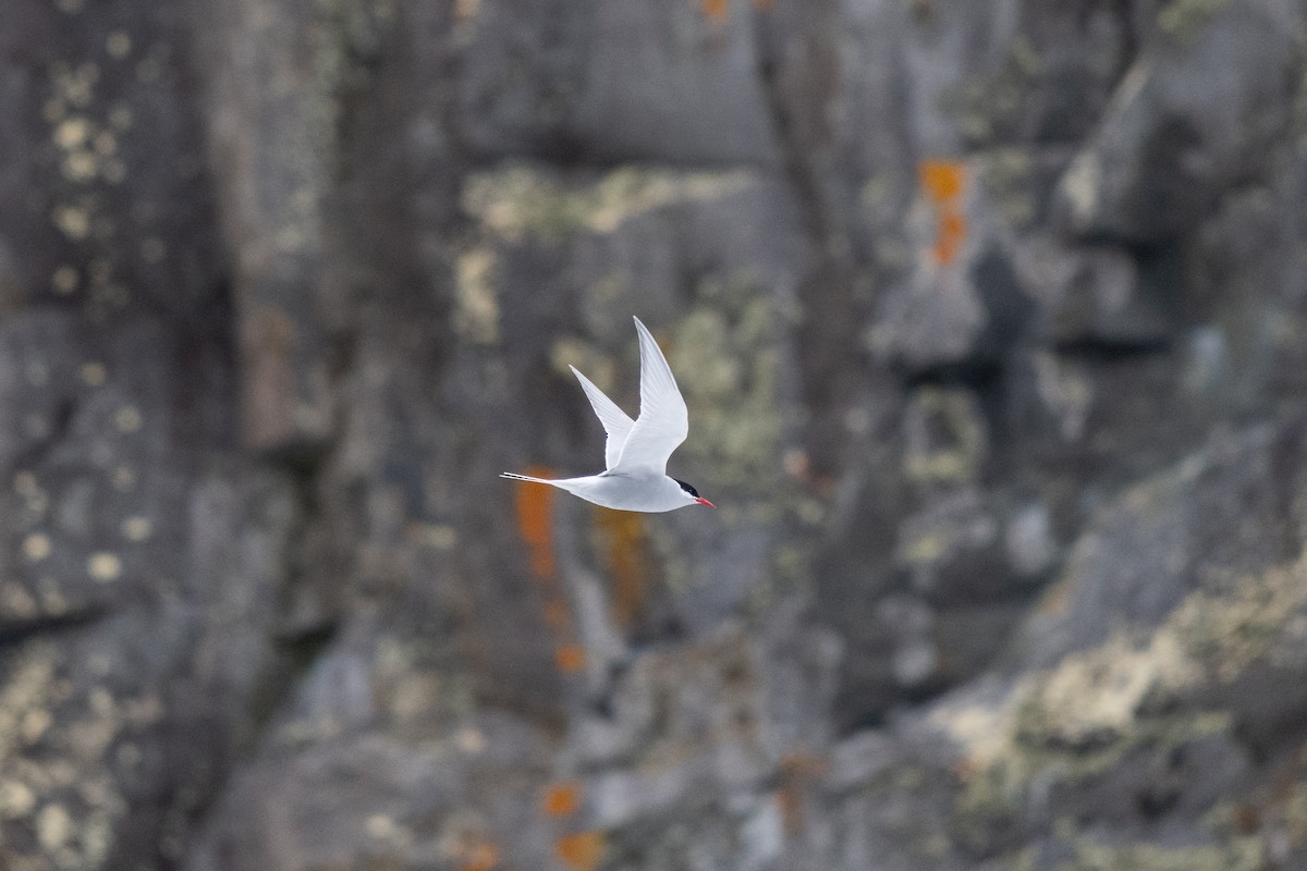 Antarctic Tern - ML646396819