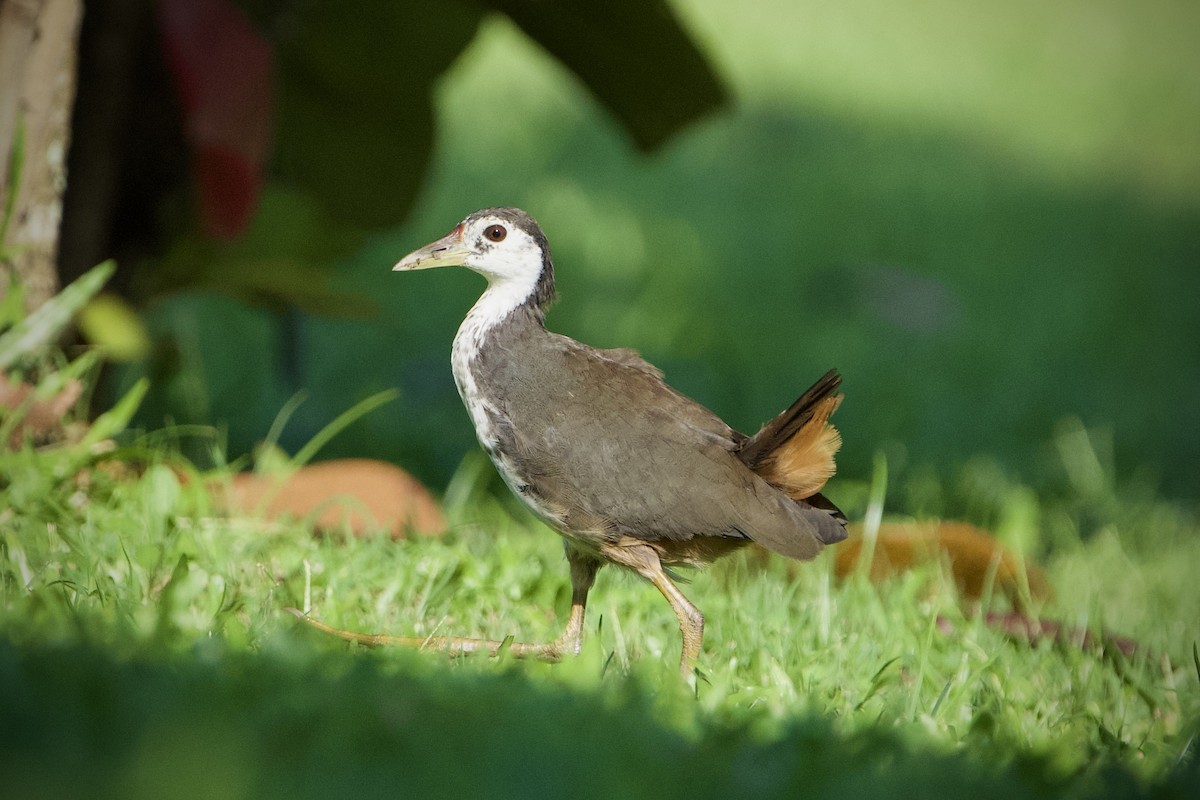 White-breasted Waterhen - ML646396822