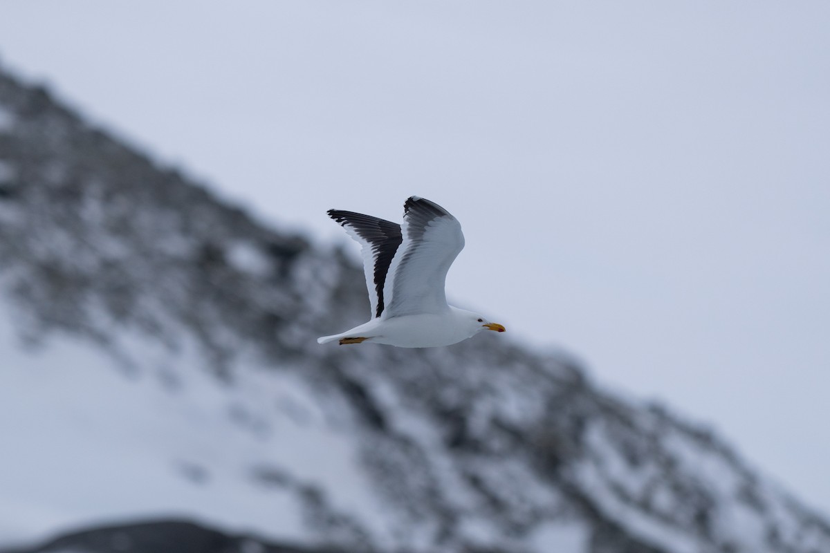 Kelp Gull - ML646396825