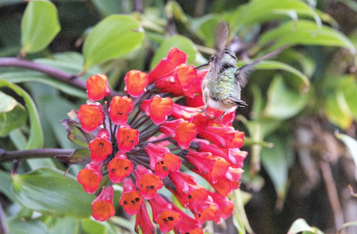 Scintillant Hummingbird - ML646396826