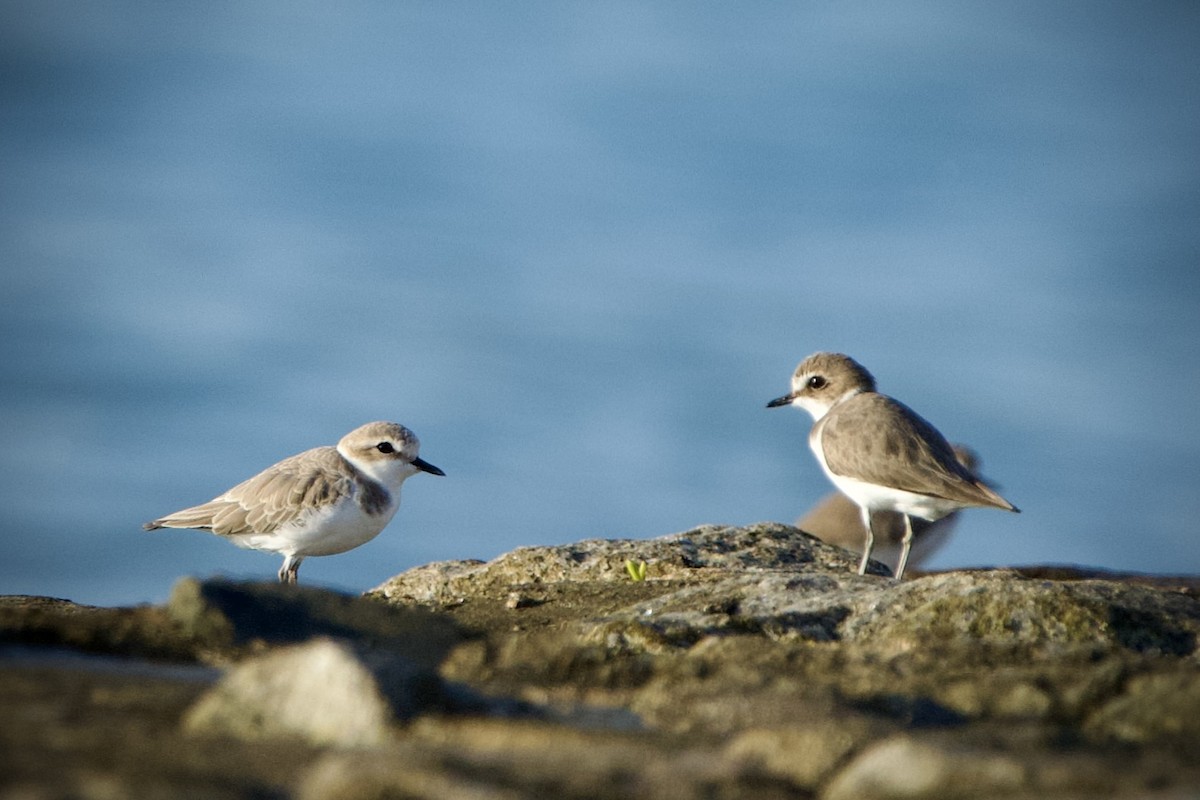 Kentish Plover - ML646396827