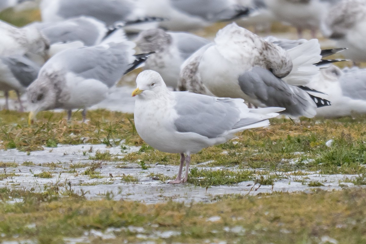 Goéland arctique - ML646396829