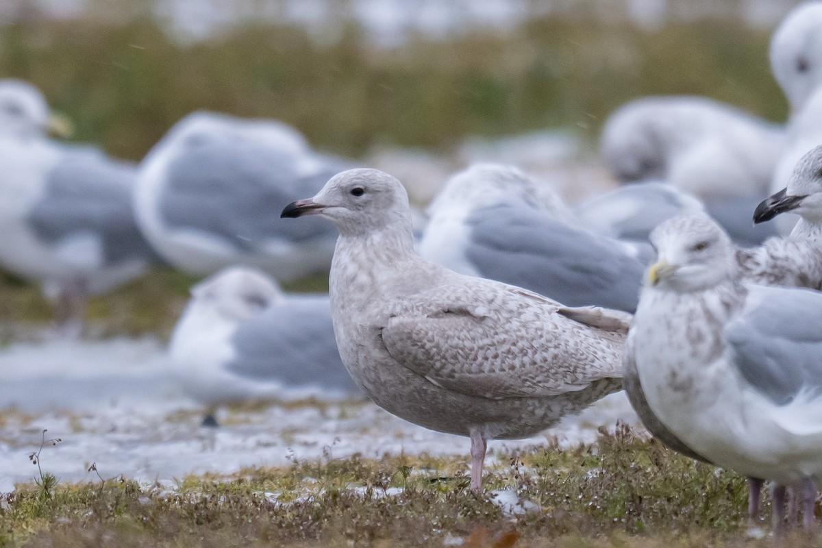 Goéland arctique - ML646396830