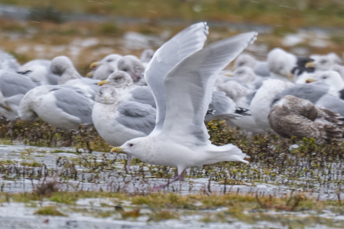 Goéland arctique - ML646396831