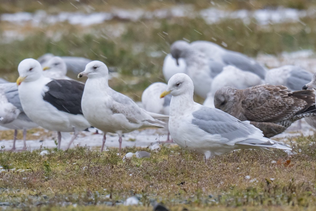 Goéland arctique - ML646396832