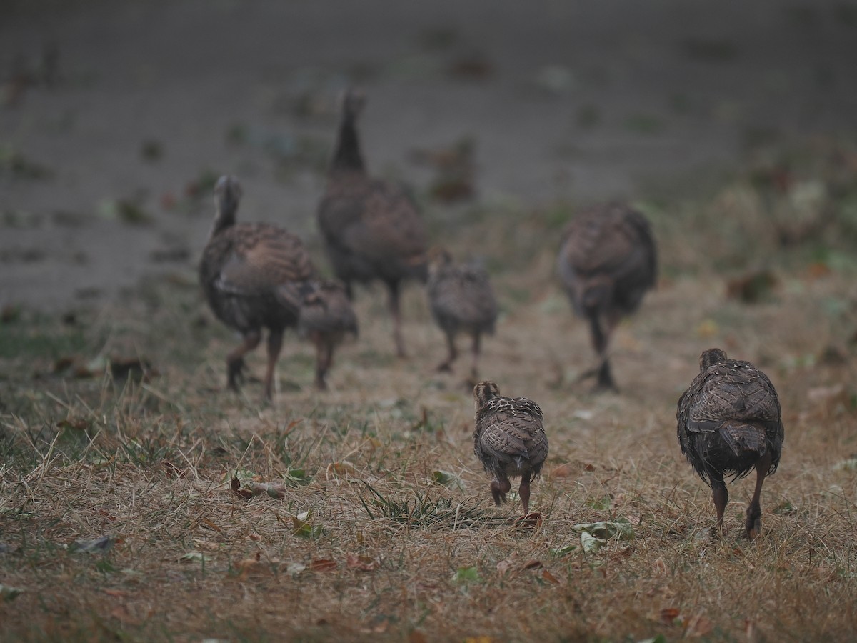 kalkun - ML646396835