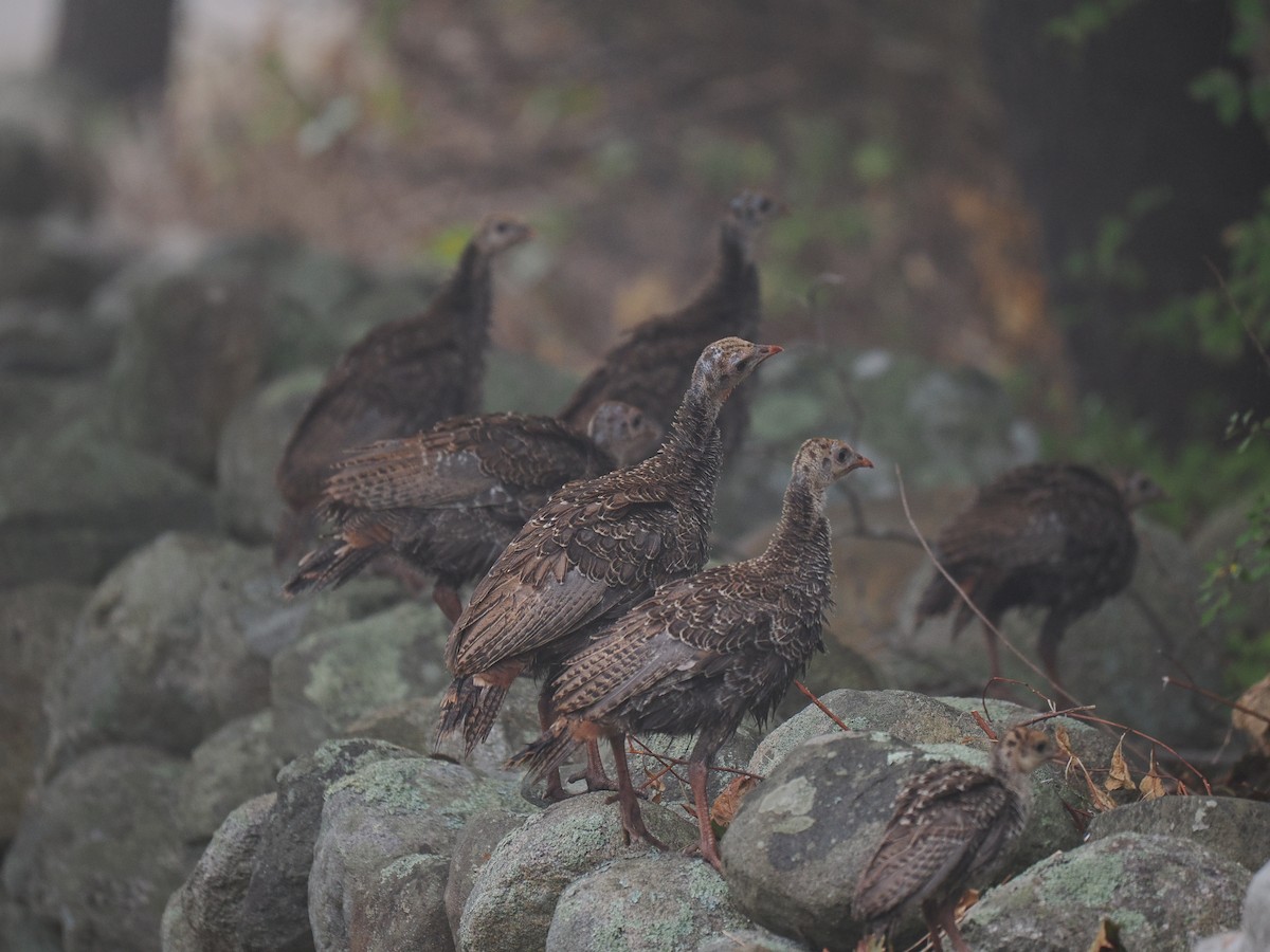 kalkun - ML646396836