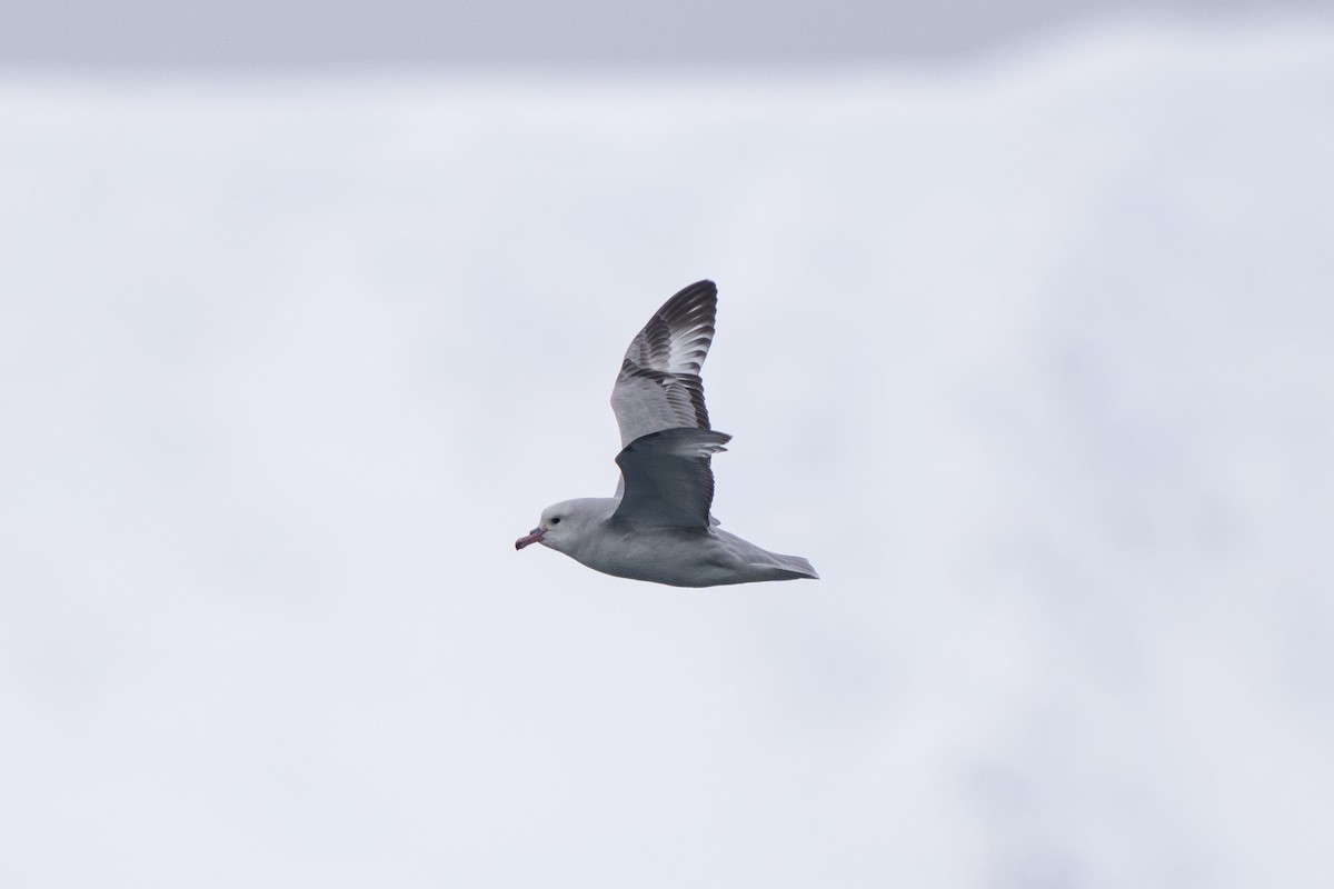 Southern Fulmar - ML646396840