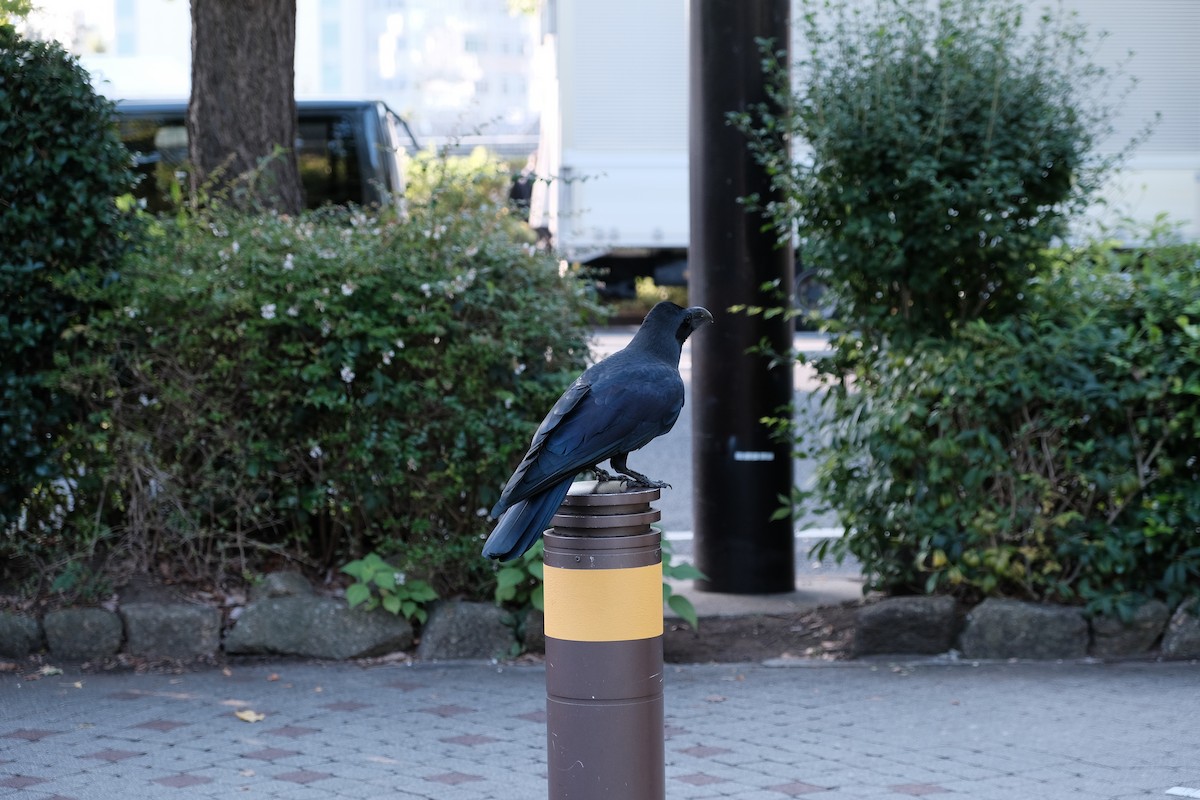 tykknebbkråke - ML646396846