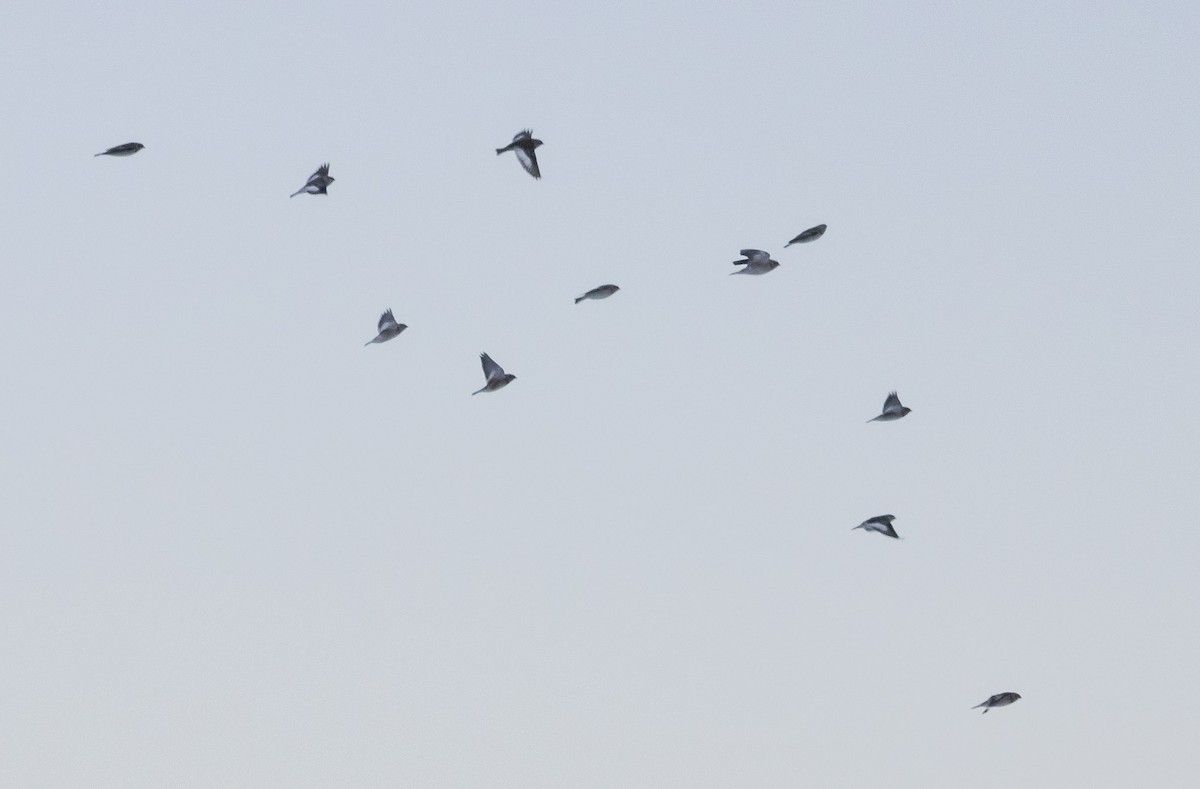 גיבתון שלג - ML646396848