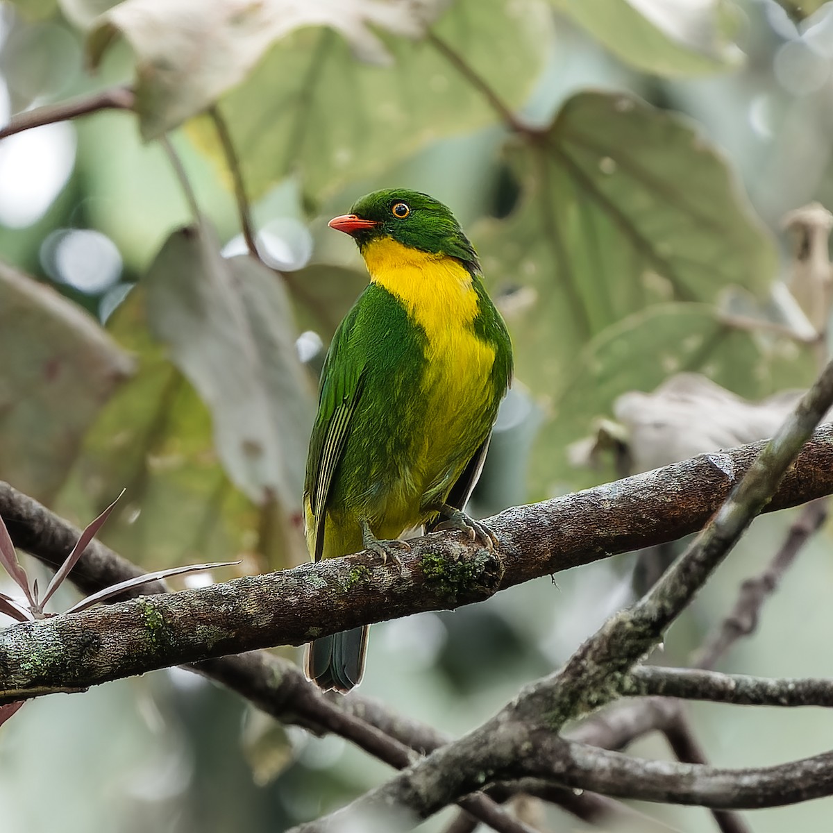 Golden-breasted Fruiteater - ML646396851