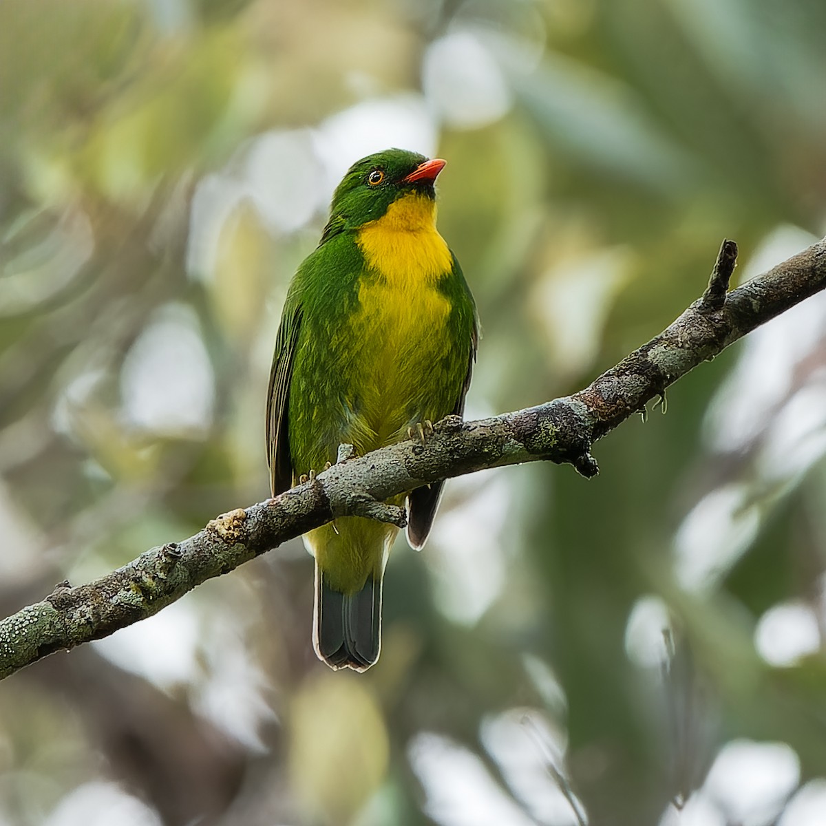 Golden-breasted Fruiteater - ML646396852