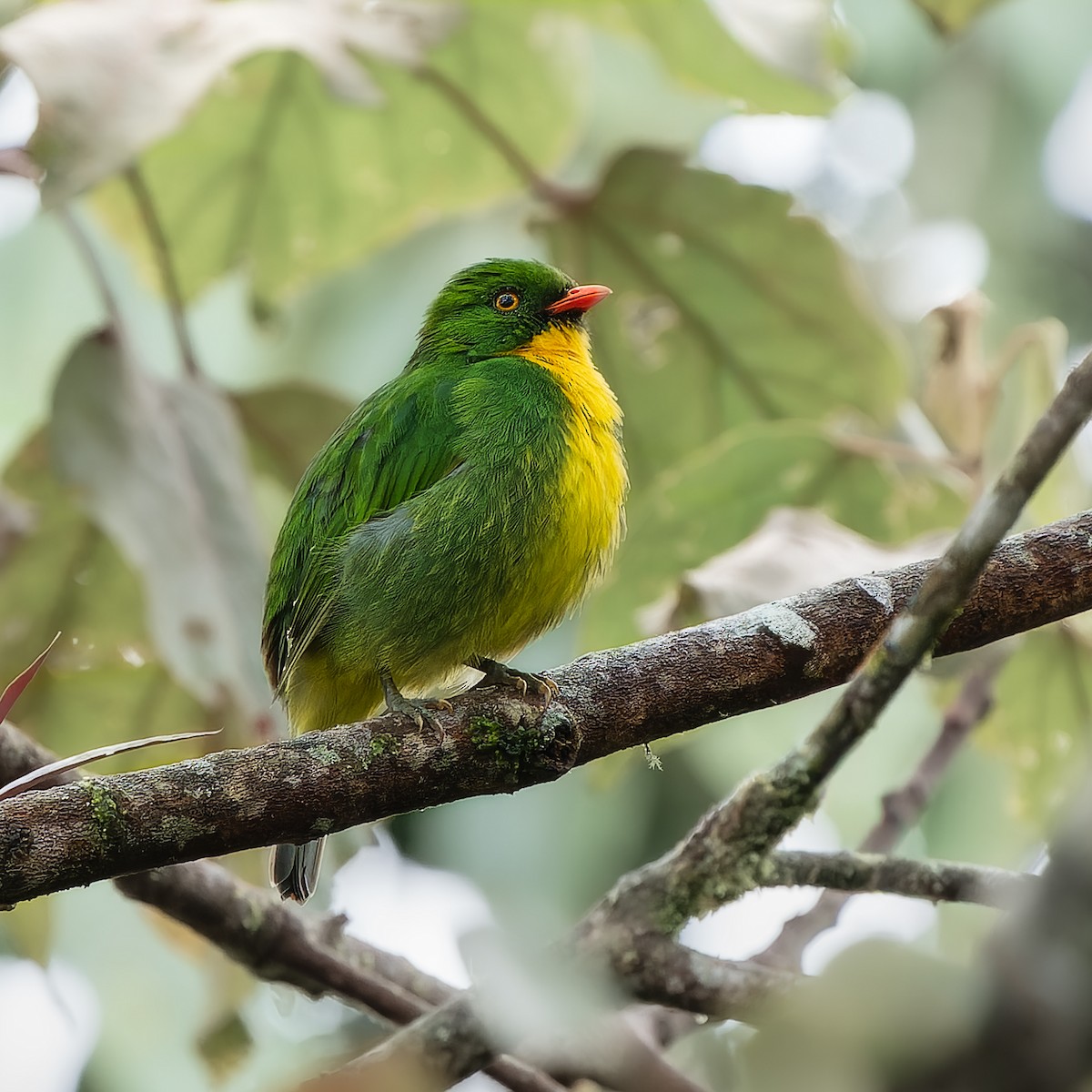 Golden-breasted Fruiteater - ML646396853