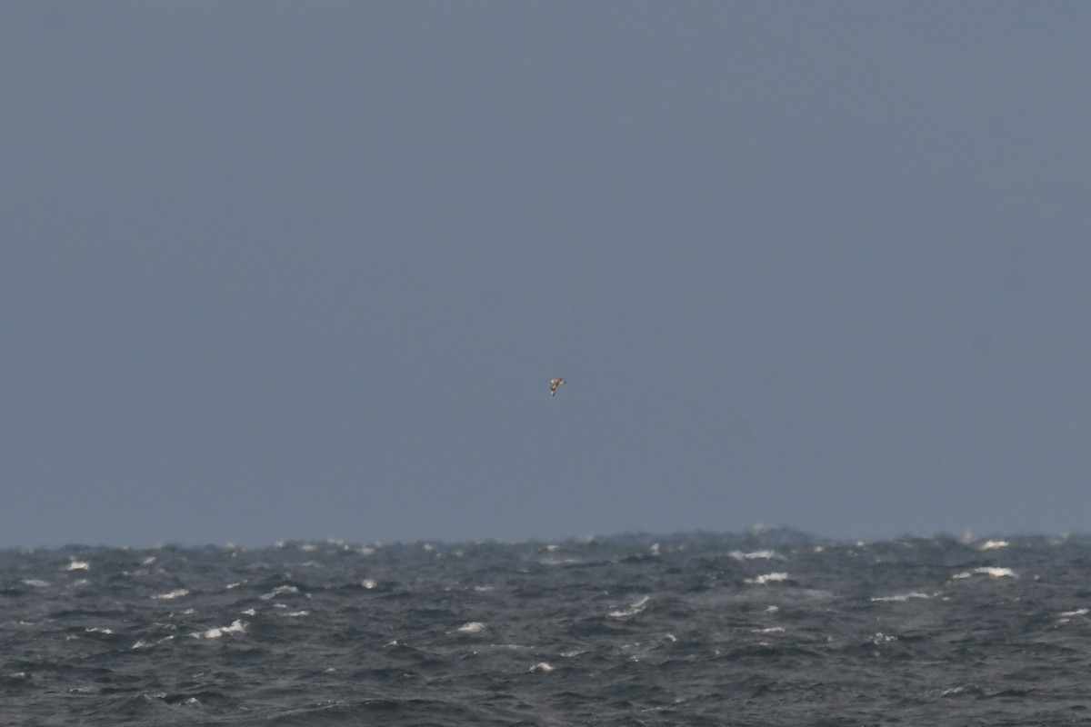 chaluha příživná - ML646396855