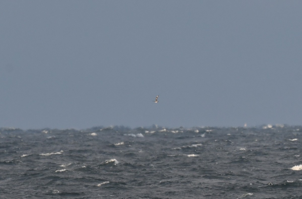 chaluha příživná - ML646396856