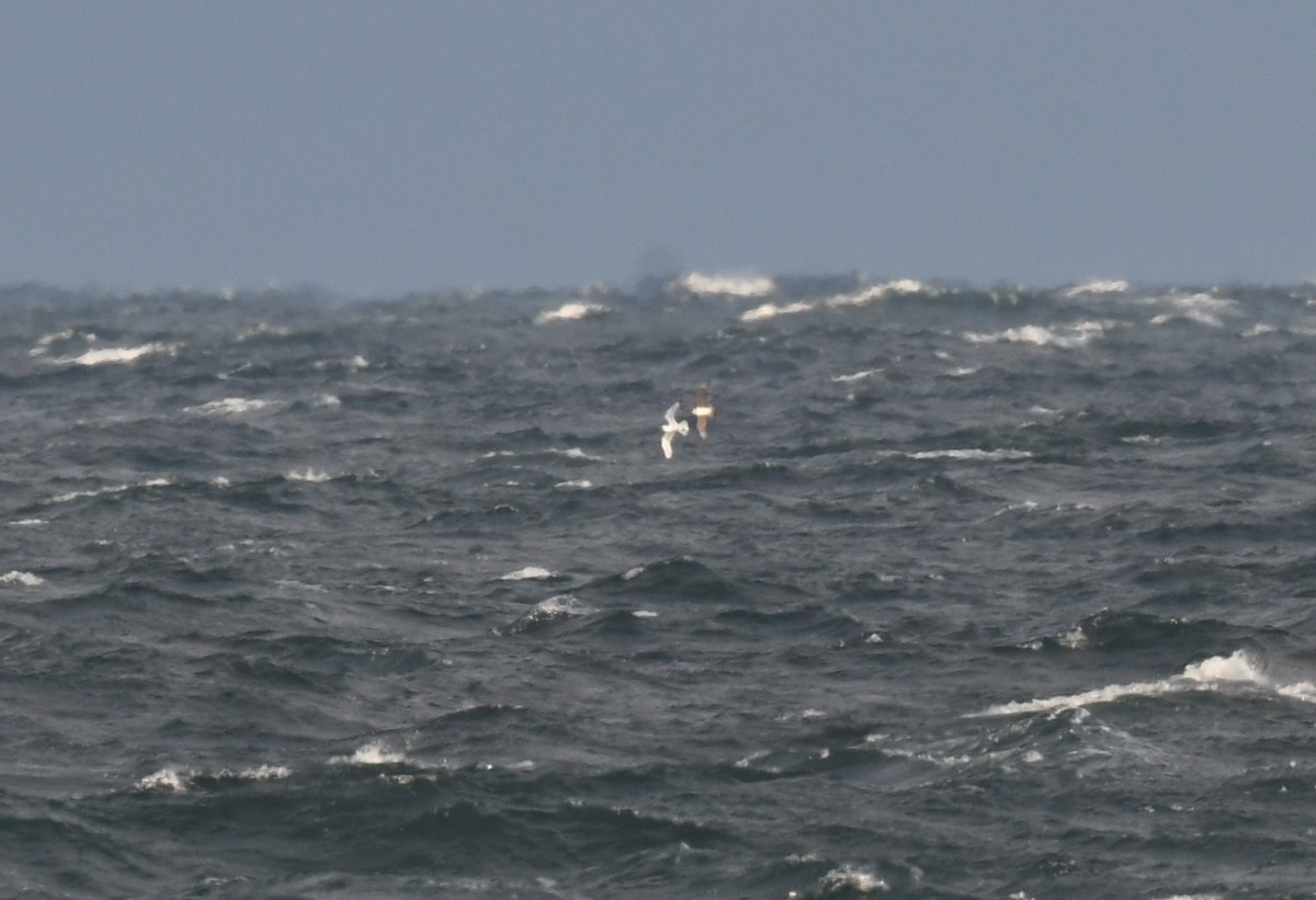 chaluha příživná - ML646396857