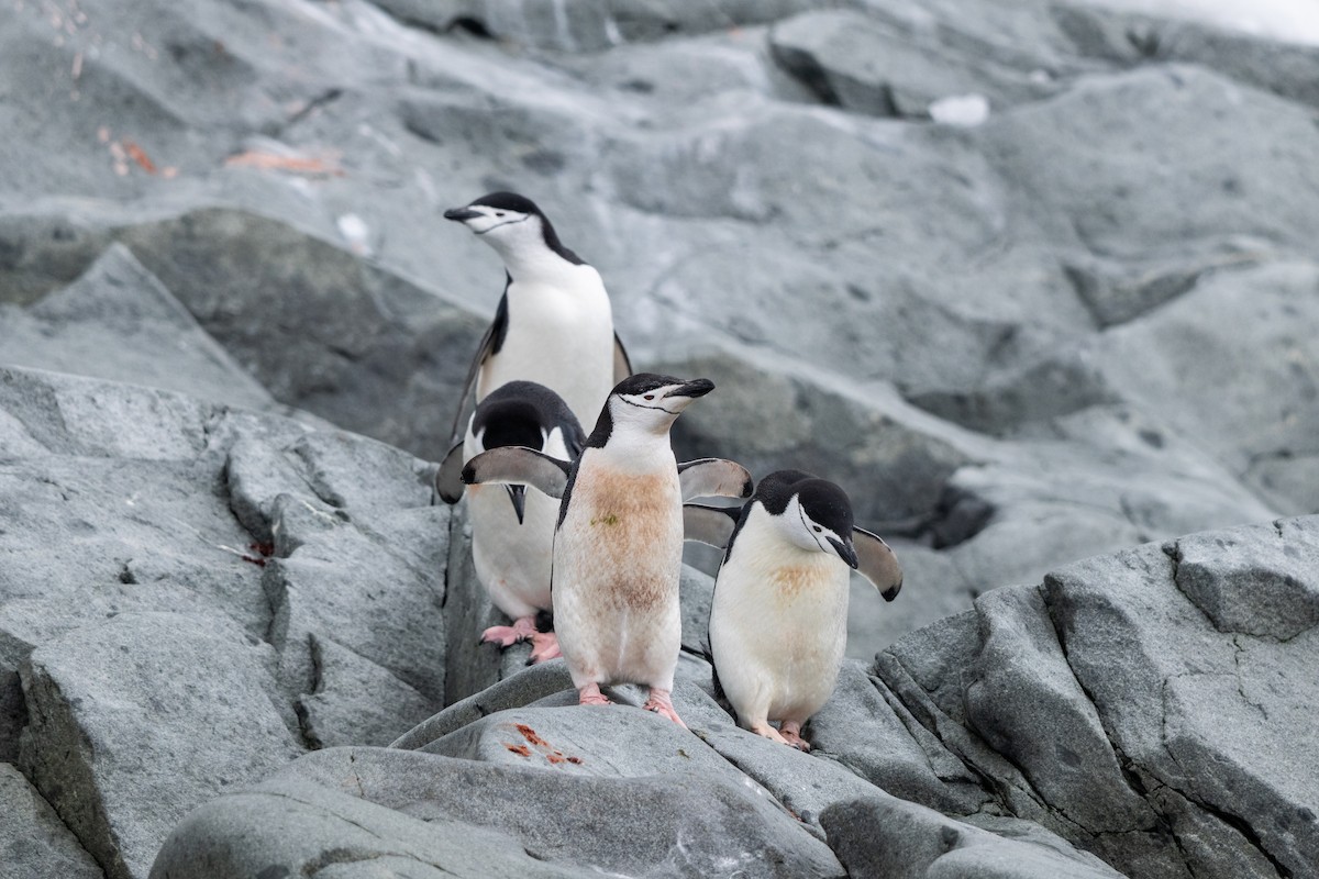 Chinstrap Penguin - ML646396858
