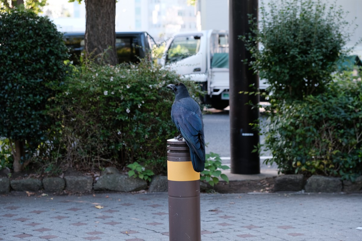 tykknebbkråke - ML646396859