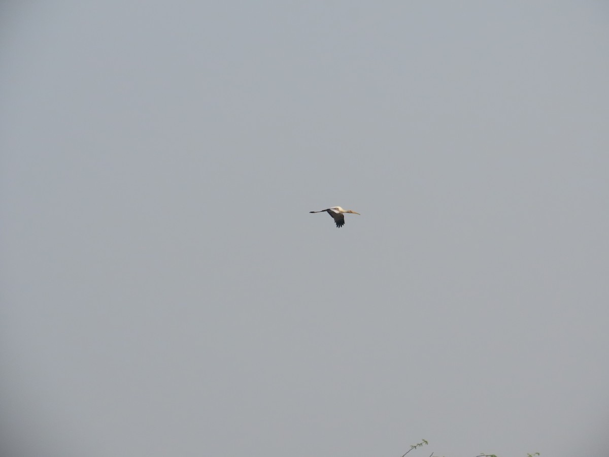 Painted Stork - ML646396860