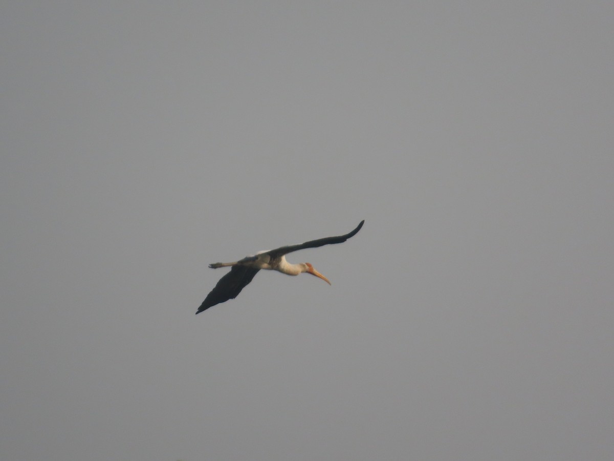 Painted Stork - ML646396861
