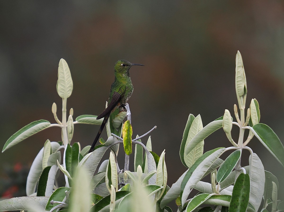 sylfa Viktoriina - ML646396862