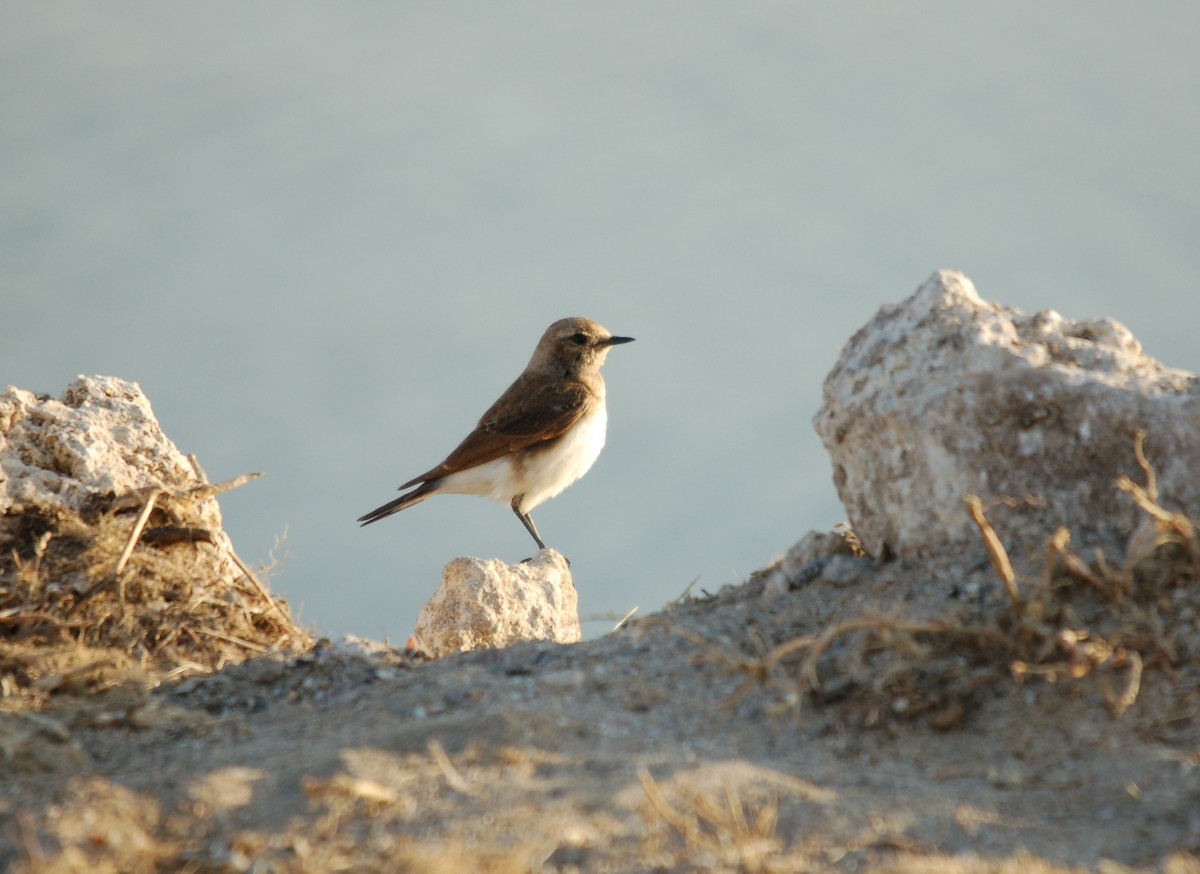Pied Wheatear - ML646396865