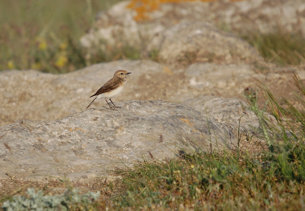 Pied Wheatear - ML646396866