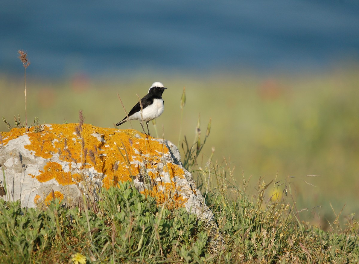 Pied Wheatear - ML646396867