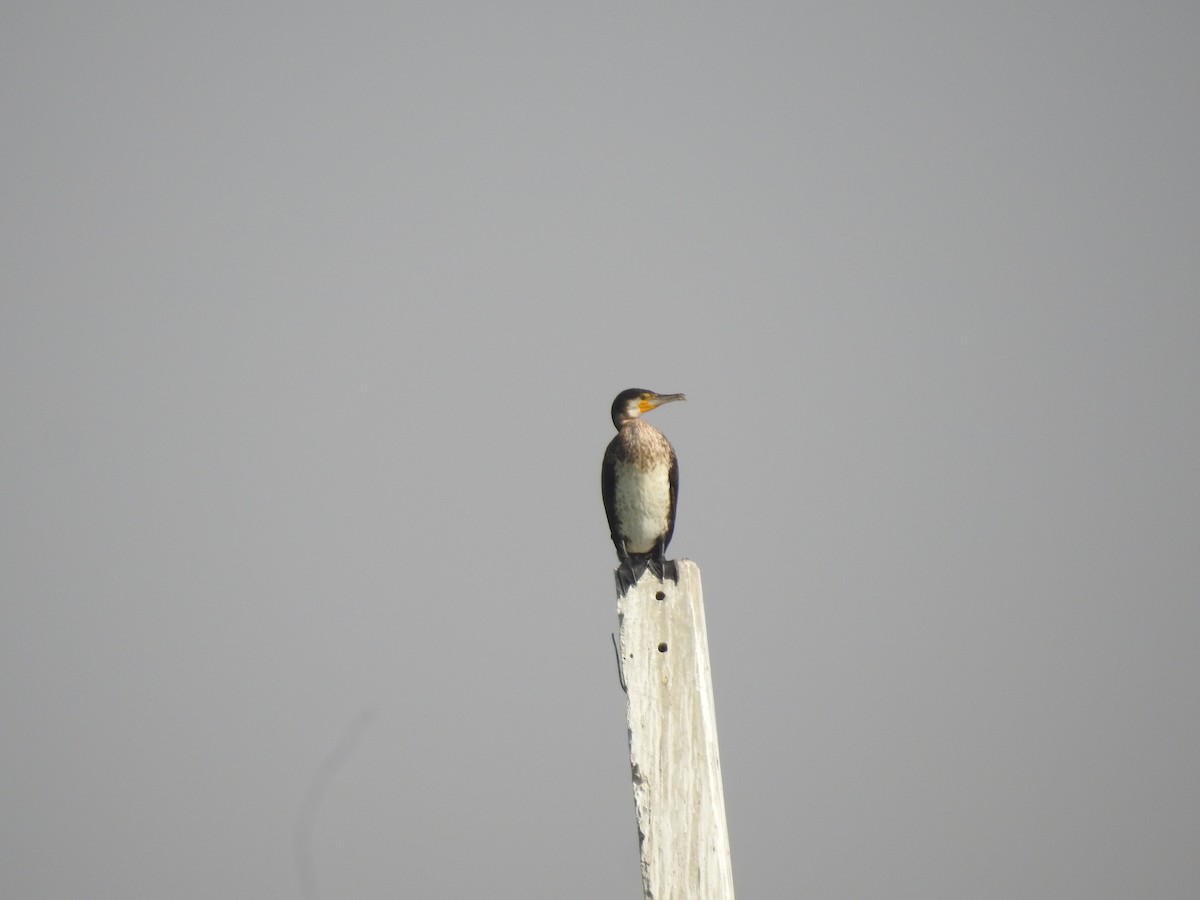 Большой баклан - ML646396868