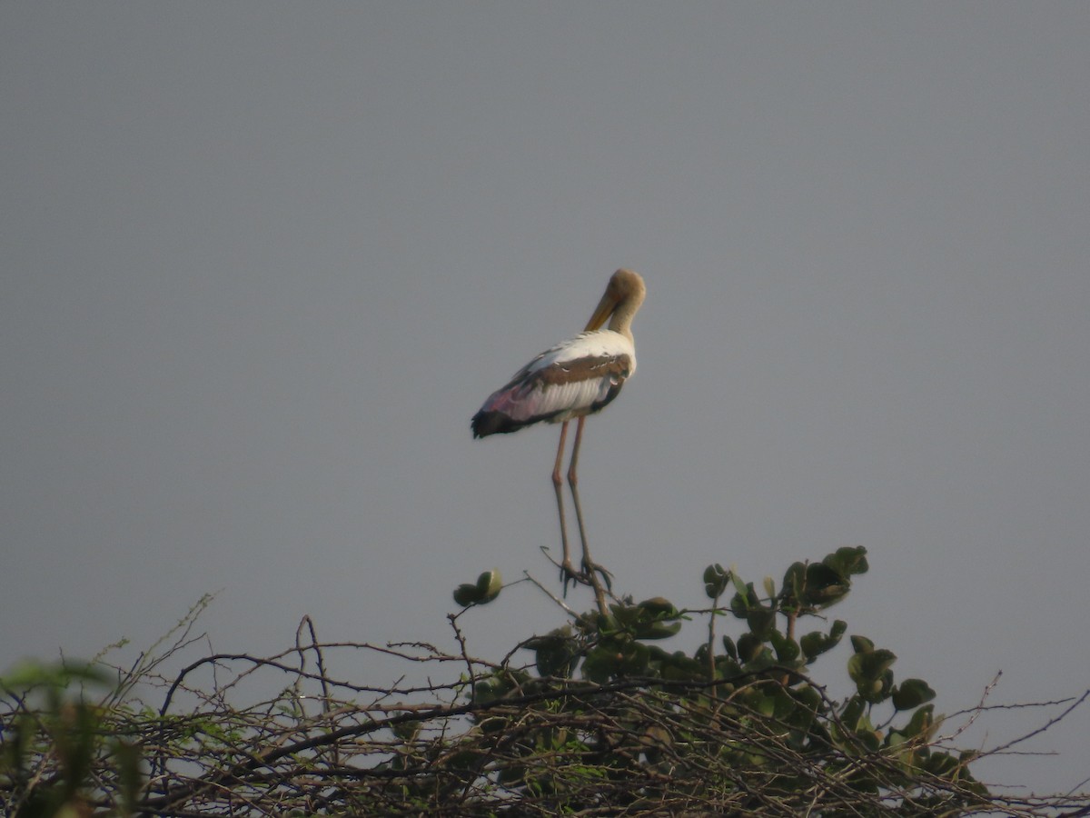 Painted Stork - ML646396871
