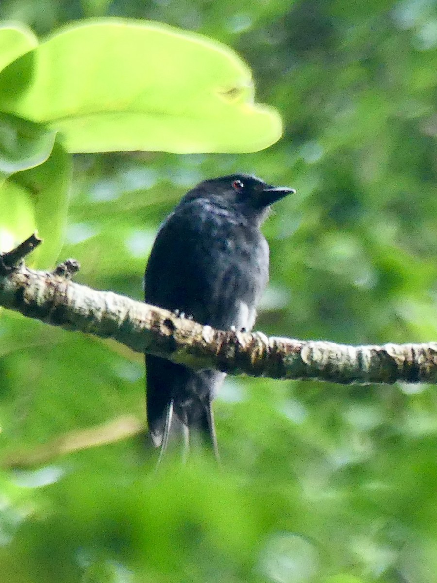 Square-tailed Drongo - ML646396872