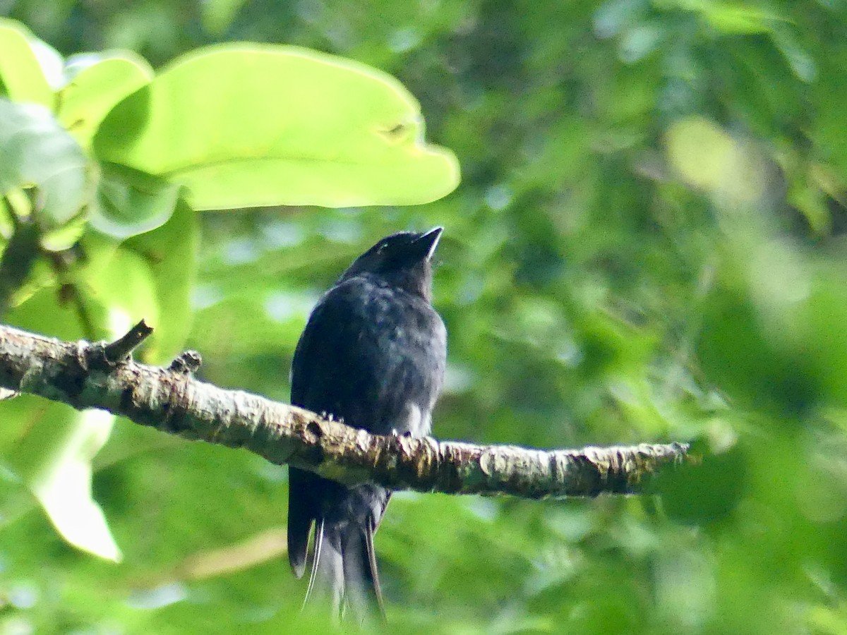 Square-tailed Drongo - ML646396873