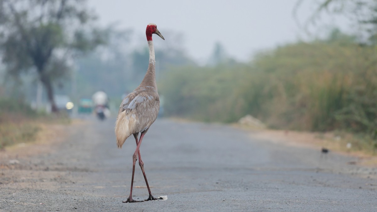 Sarus Crane - ML646396874