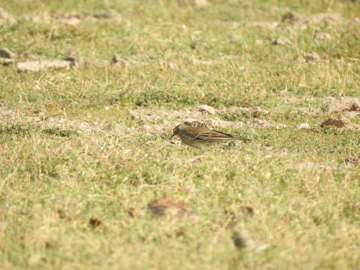 linduška horská - ML646396878