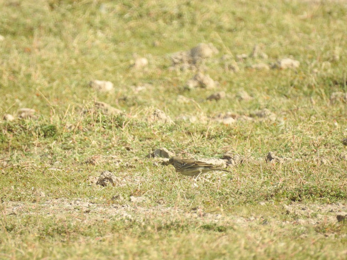 linduška horská - ML646396879