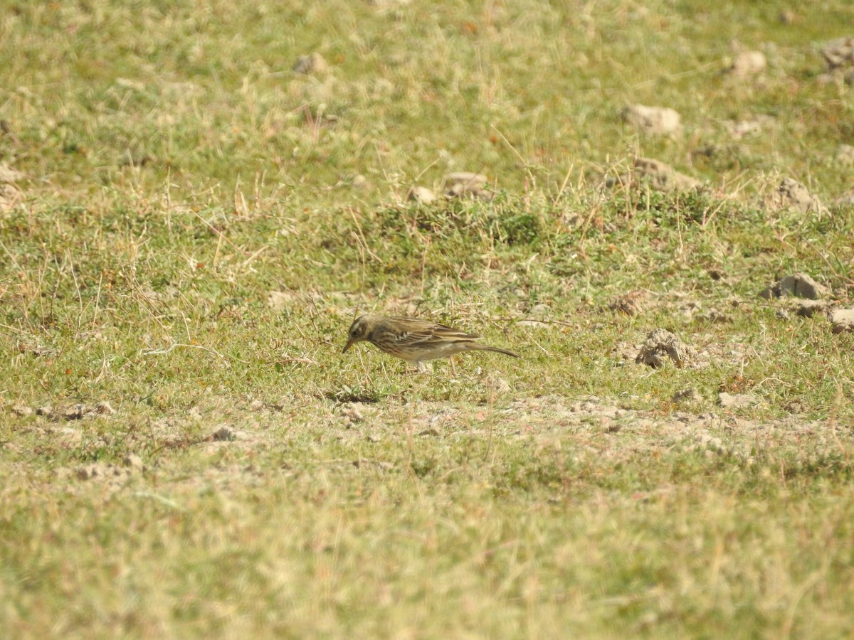 linduška horská - ML646396880